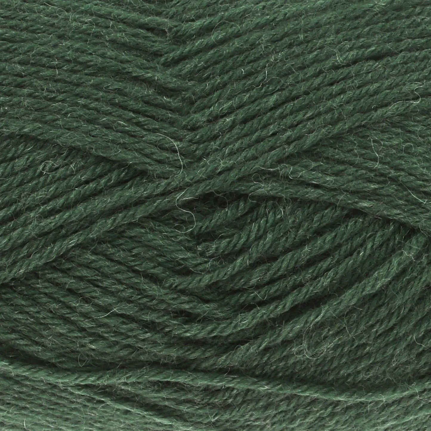 NEW - 3941 - Conifer