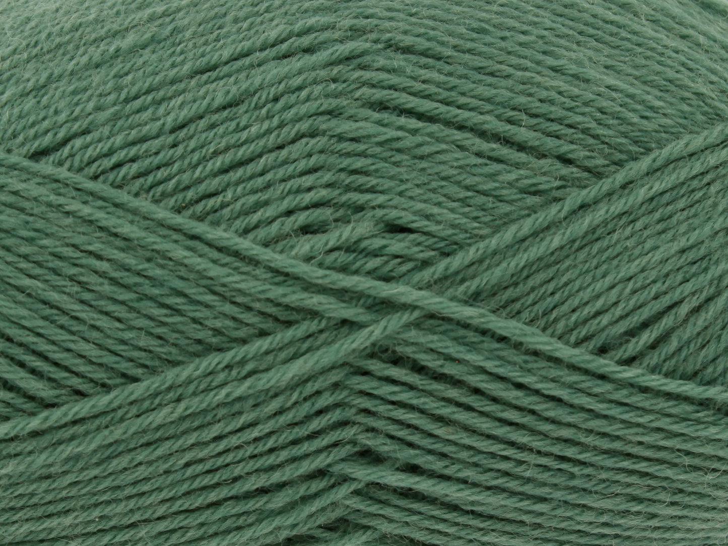 Ivy - 3293